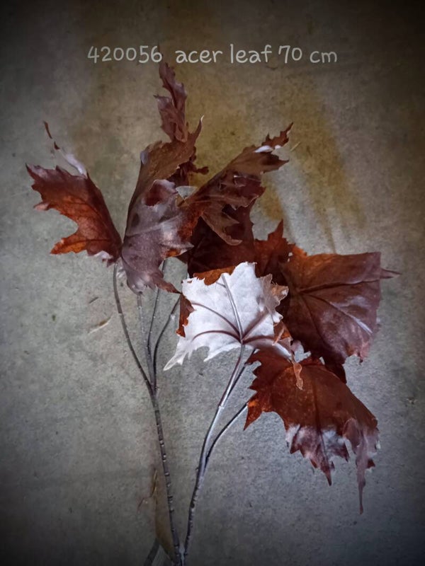 420056 Acer leaf brown   ( 1 - B )
