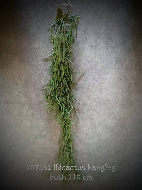 402551 lidcactus bush  100 cm ( 1 - B )