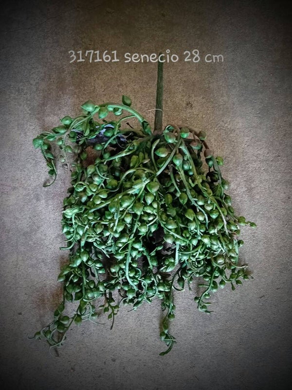 317161 senecio bundle green  ( 1 - A )