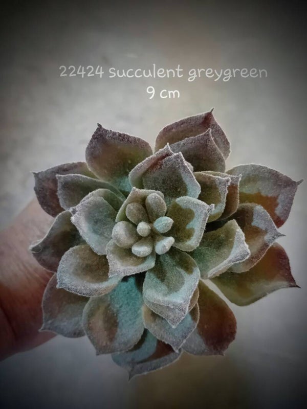 224240 succulen small ( 1 - A )