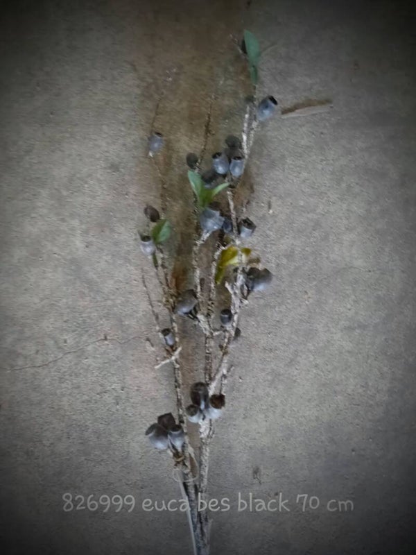 826999 euca bes black 70 cm  ( 1 - A )
