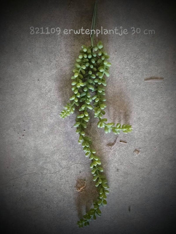 821109 erwtenplantje S   ( 1 - C )