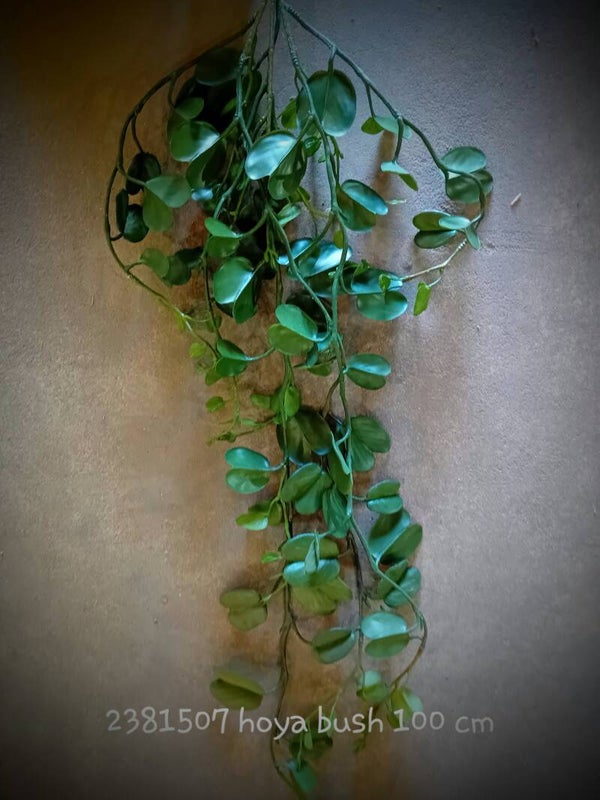 2381507 hoya  bush green(  2 - B )