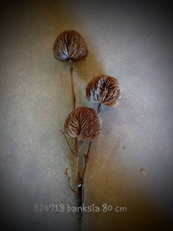 824718  banksia   brown   (  2 - B )