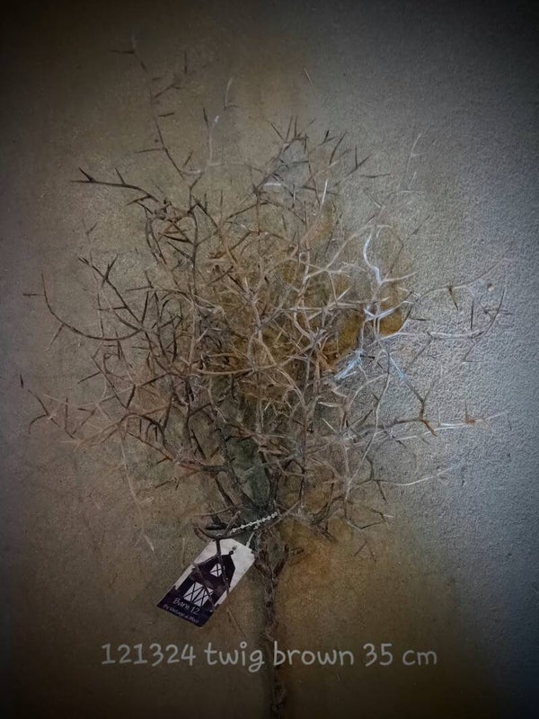 121324  twig brown (  2 - B )