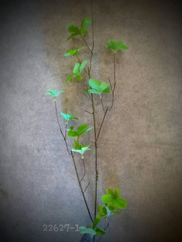 22627-1  styrax   (  2 - B )