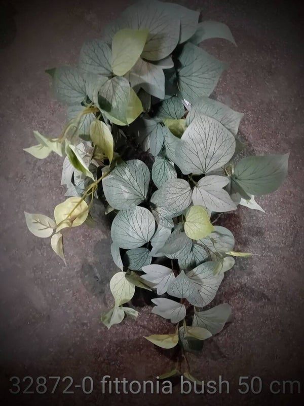 32872 0 fittonia bush hanging   ( 2 - B )