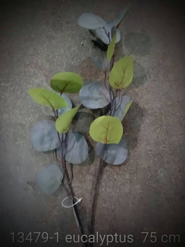 13479-1 eucalyptus   ( 2 - B )