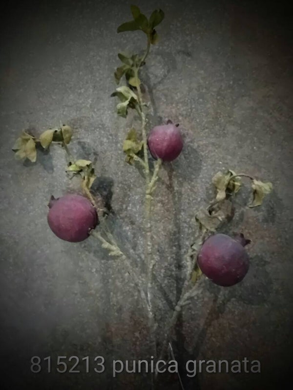815213 punica granata Aubergine ( 2 - B )