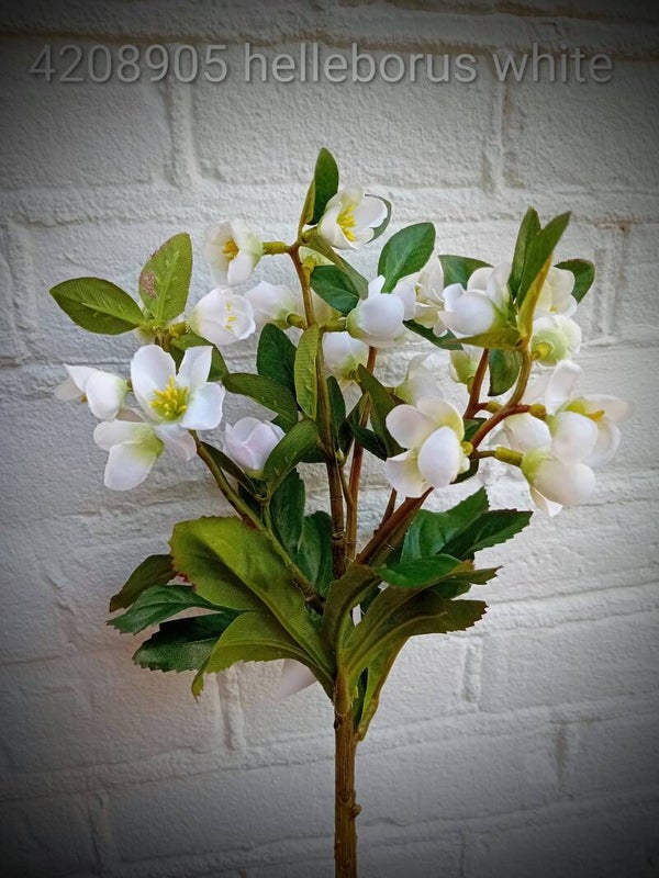 4208907 helleborus bush white