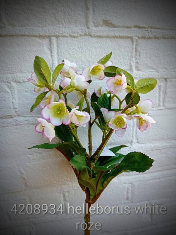 4208907 helleborus bush white pink