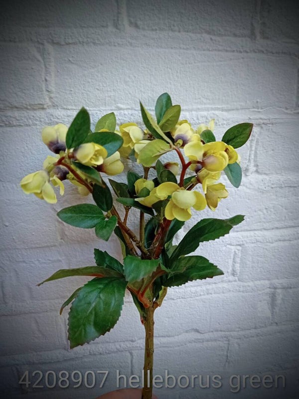 4208907 helleborus bush