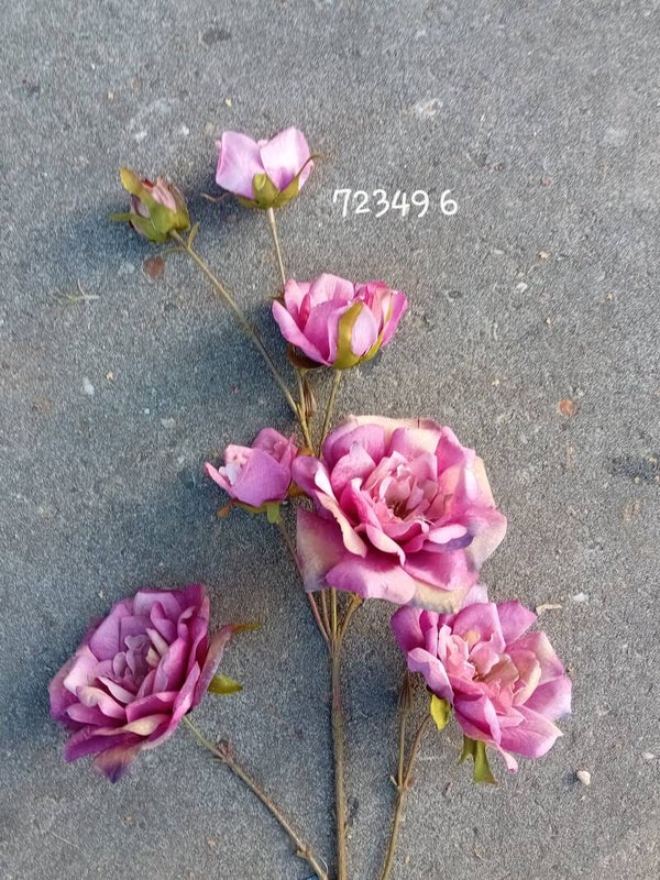 723496 tea rose beauty (8b)