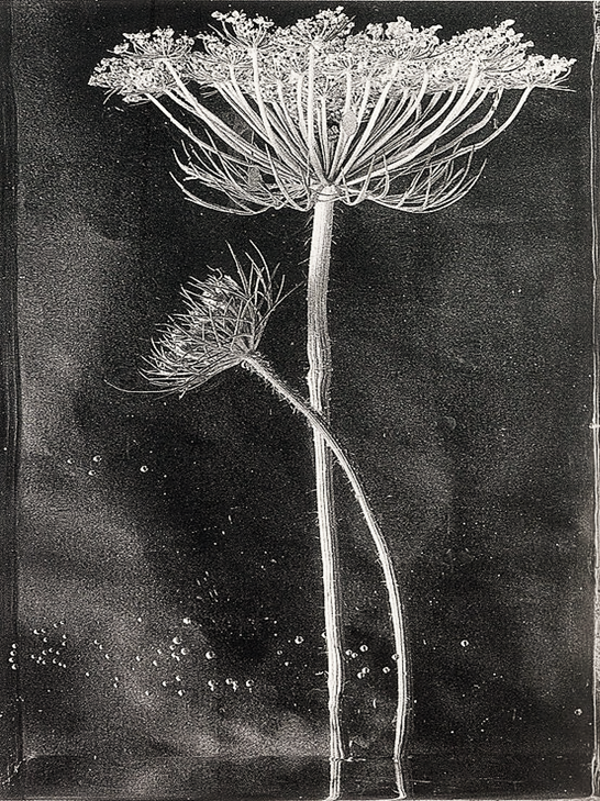 Nostalgisch foto- en tekstbordje no. 886 (4stuks) gedroogde bereklauw wit