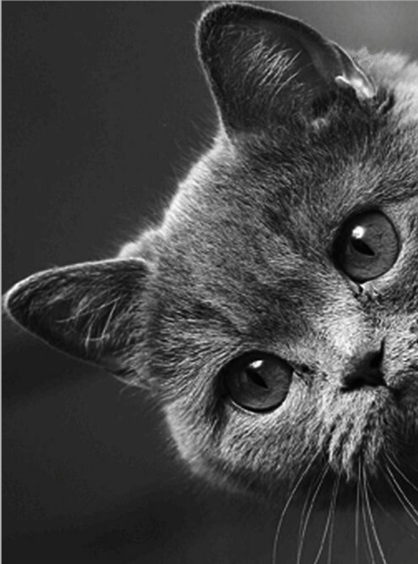 Nostalgisch foto en tekstbordje no. 892 (4stuks) kat zijkant