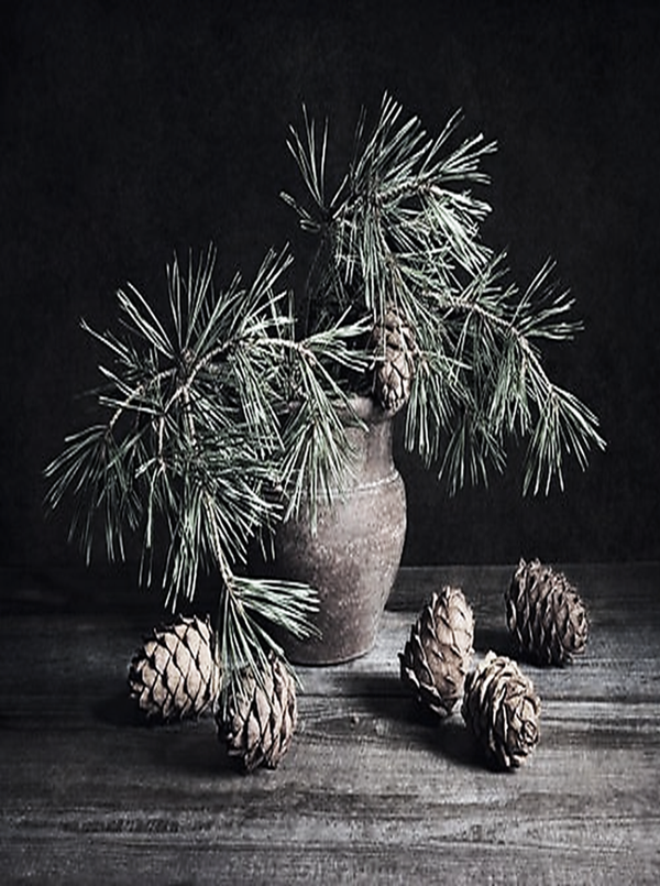 Nostalgisch foto- en tekstbordje no. 897 (4stuks)pot pinus en denne appels