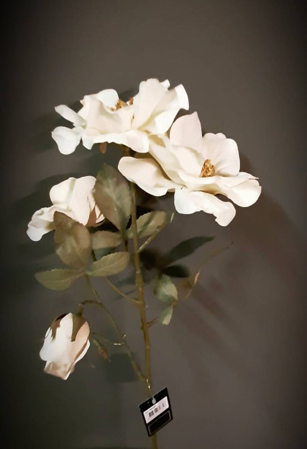 Wilde roos creme 780689