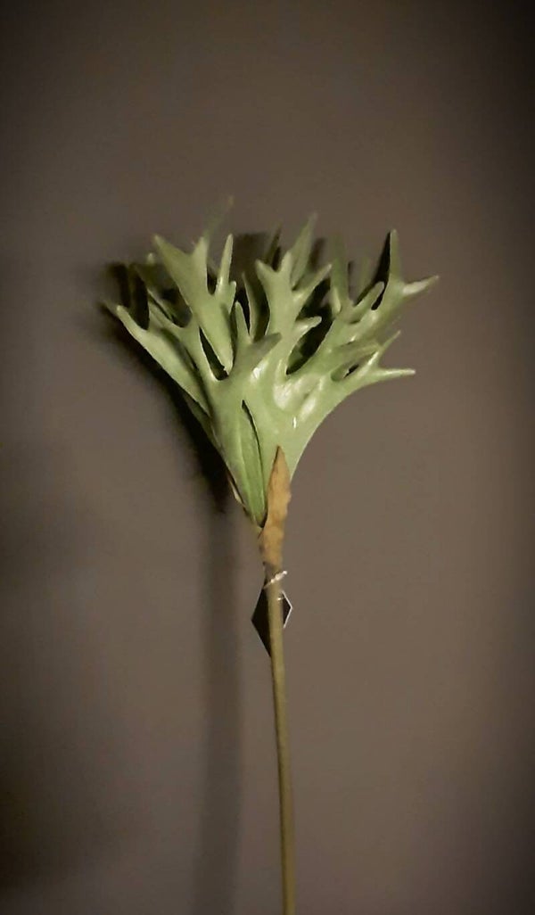 Pteropsida groen 768108