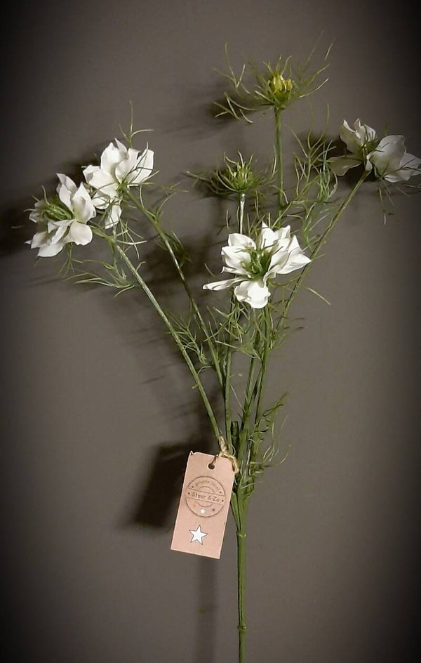 926540 nigella damascena wit