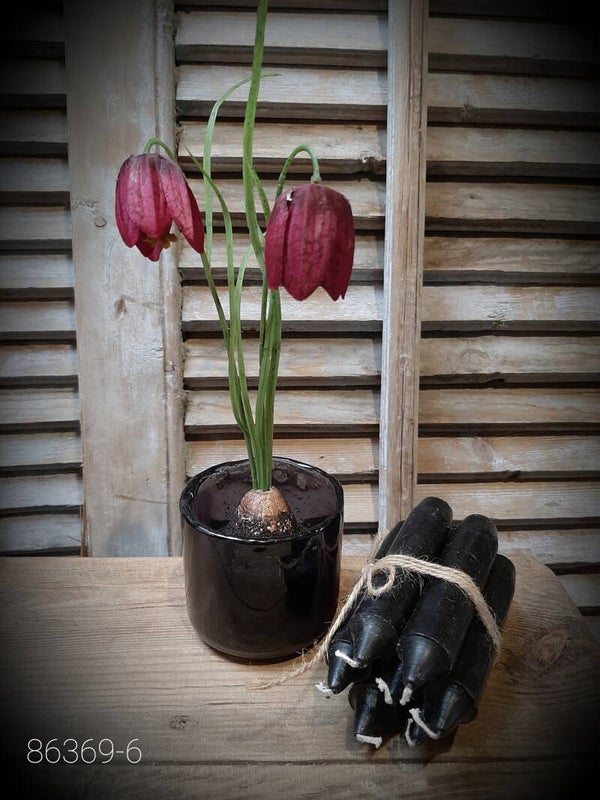 86369-6  kivietsbloem fritilaria beauty pink