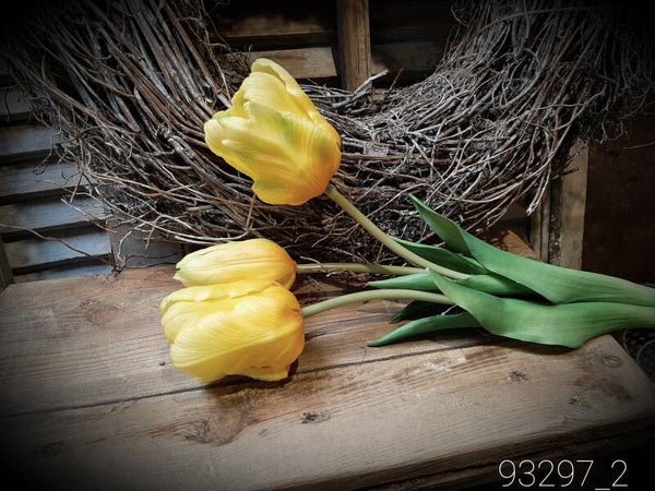 93297-2 french parrot tulip