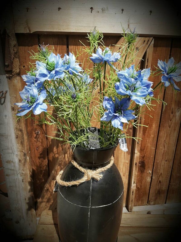 926544 cosmos nigella blue