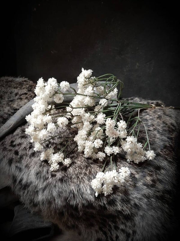 785089 gips bundel wit