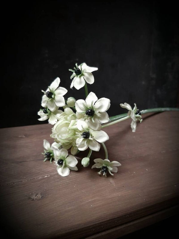 763558 arabicum 71 cm