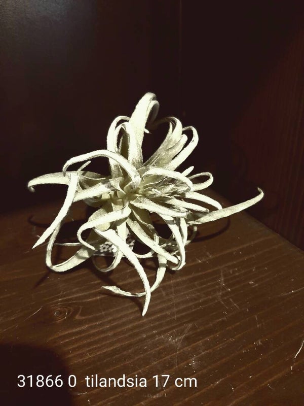 31866 tillandsia