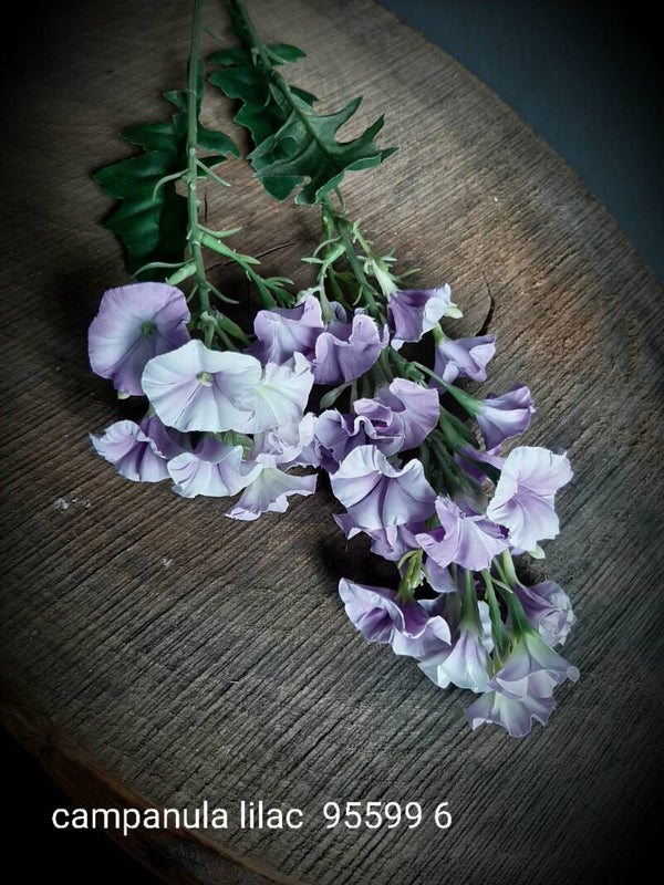 95599 6  per 12 campanula lilac 77cm