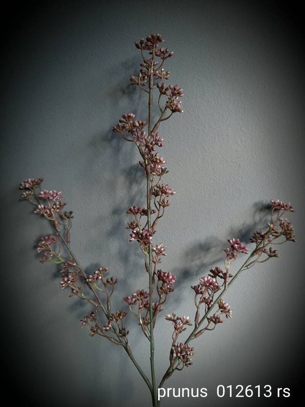prunus old pink