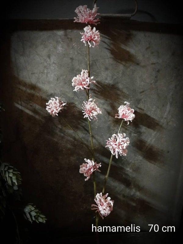 13280-7 Hamamelis per 12  rose 70 cm