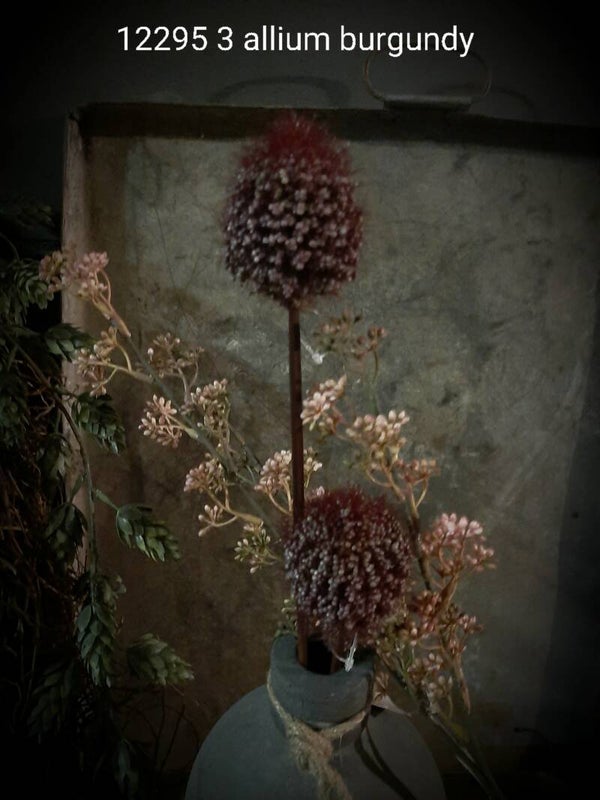 12295  allium burgundy  50 cm