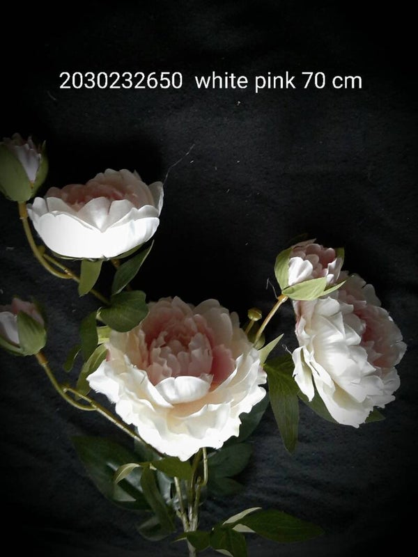 2030232650/WHPK per 12 peony whitepink 70 cm