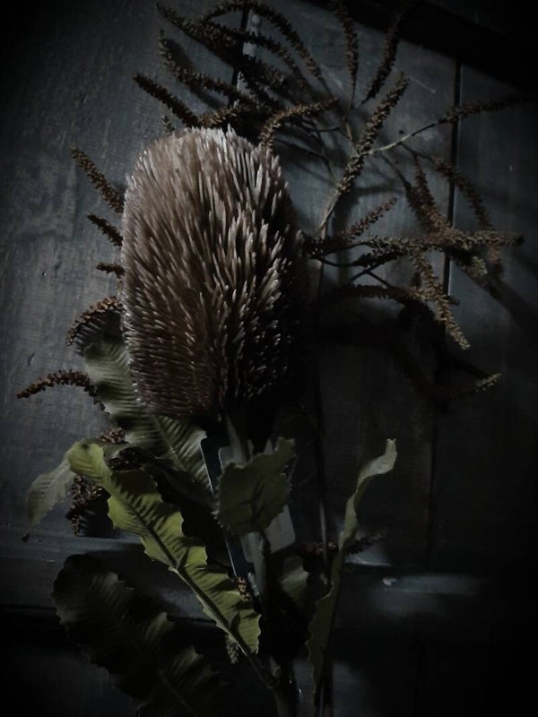13493_8 banksia brown