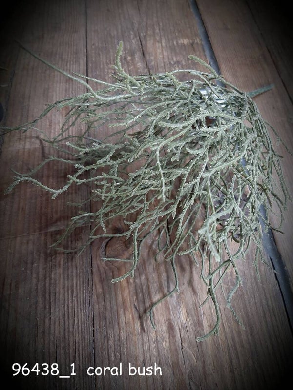 96438_1 coral twig bush greygreen