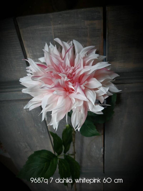 96871-7  dahlia white pink