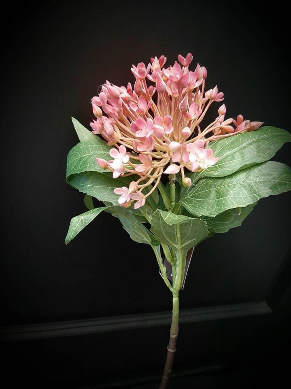 LDZ-88ltpur  bouvardia light purple