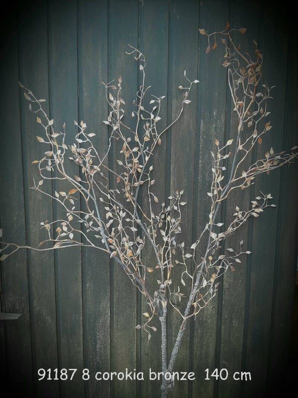 97187 8 corokia brown