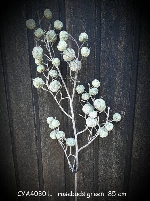 rose buds green