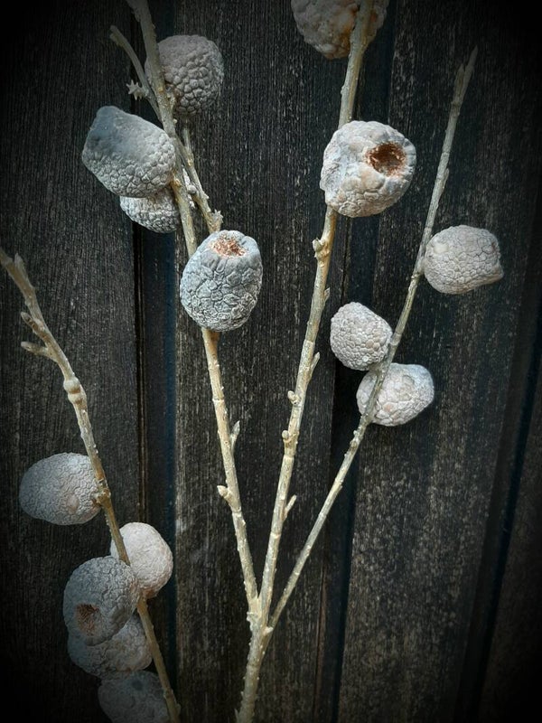 CYA3041 K Chaenomelus brown