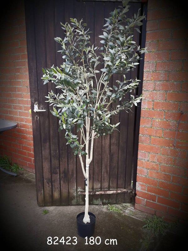 82423 olijfboom 1.80
