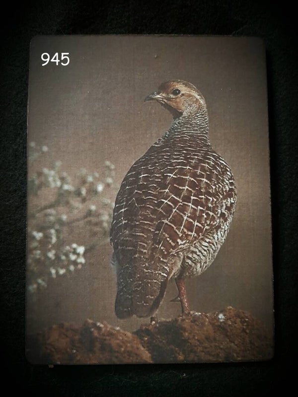 945 foto of tekstbordje  patrijs