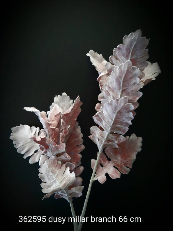 362595 dusty miller branch 66 cm