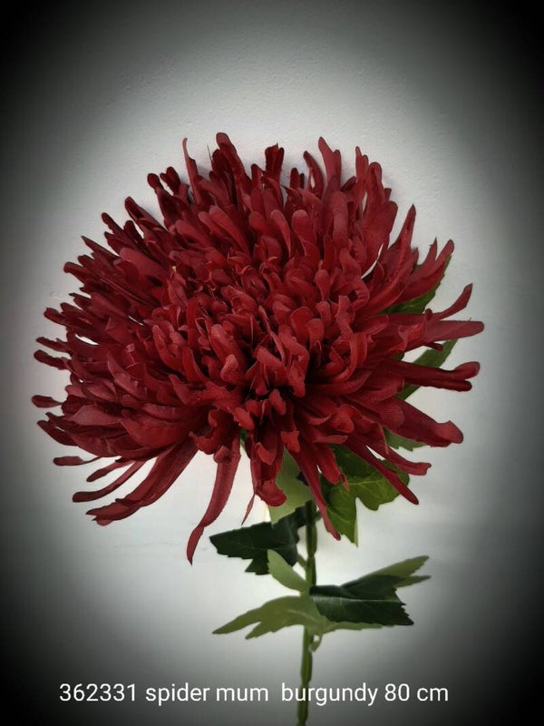 362331 spider mum burgundy