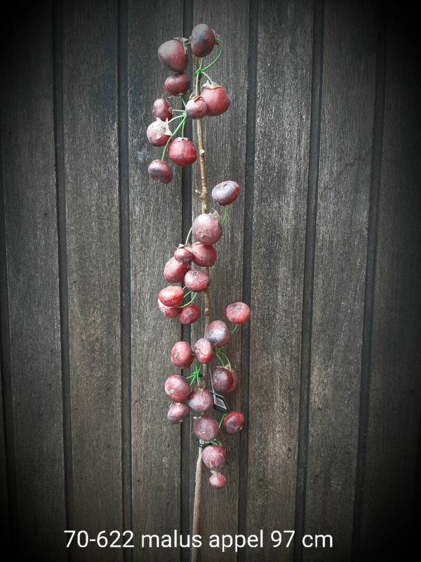 70-622 malus appel  97 cm dark burgundy gaan per 4