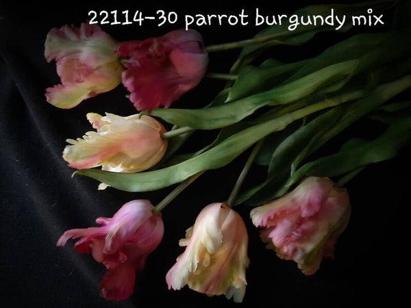22114 30 parrot tulip burgundy