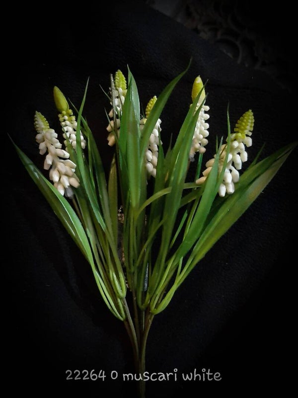 222640 muscari white per 6 bosjes