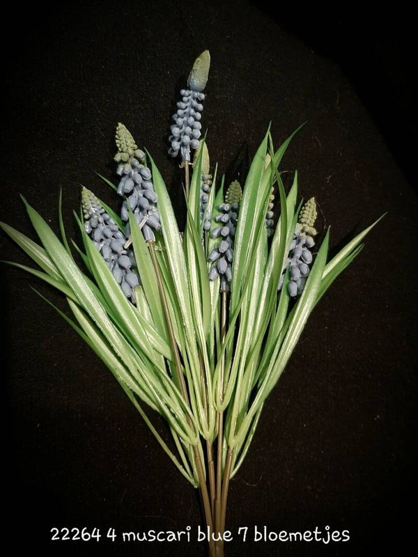 222644 muscari blue per 6 bosjes