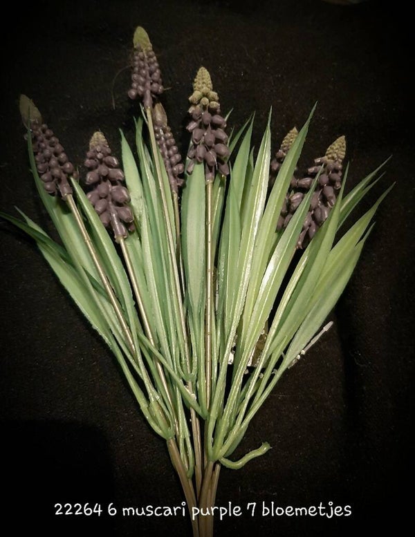 222646 muscari purple per 6 bosjes